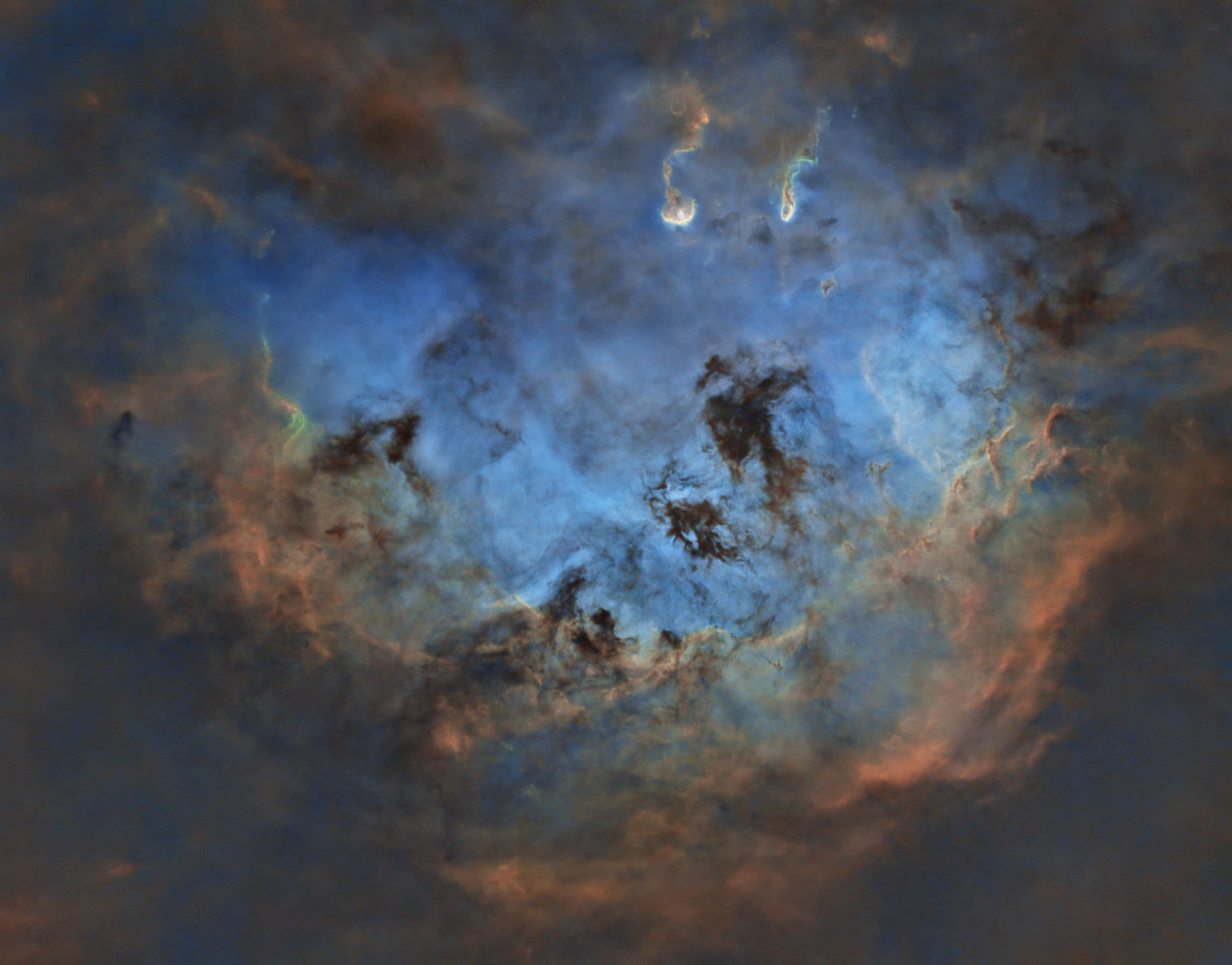 tadpoles%20lowres